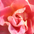 Roza - Vrtnice Floribunda - Edouard Guillot